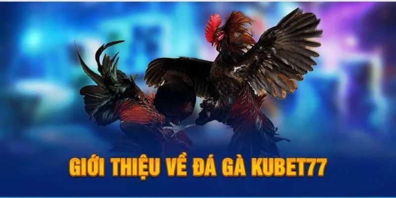 Tổng quan về sảnh đá gà Kubet